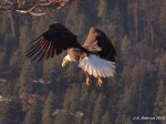 Bald Eagle hovering