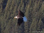 Bald Eagle in&nbsp;flight