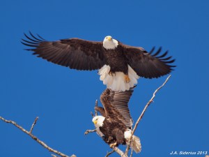 Nesting Bald Eagles