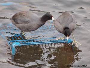American Coots commandeering a submerged shopping cart