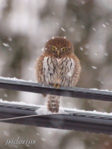 Pygmy Owl on powerline