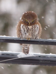 looking out for food