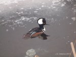 Hooded Merganser Male