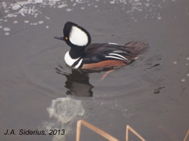 Hooded Merganser male