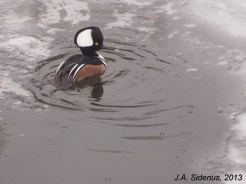 Hooded Merganser Male