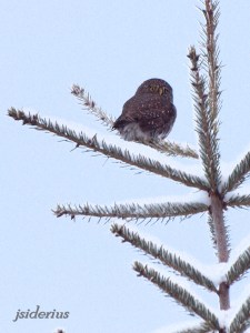Pygmy Owl on small spruce