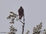 Golden Eagle