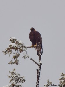 Golden Eagle