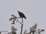 Golden Eagle