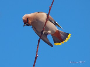 You can see the wax tips on the wings in this photo