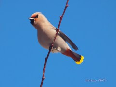 Bohemian Waxwing