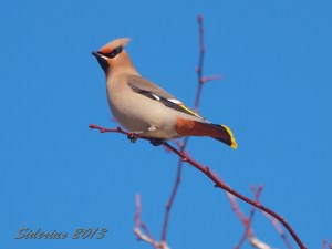 Bohemian Waxwing