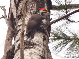 feeding on dead standing aspen