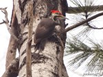 Pileated Woopecker