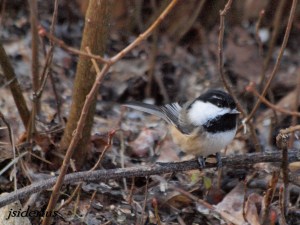 Mountain Chickadee checking the feeder out