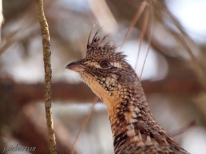 Ruffed Grouse head