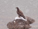 Eagle on rock in&nbsp;snow