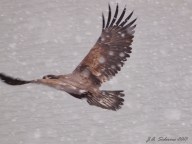 Eagle flying in snow