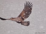 Eagle flying in&nbsp;snow