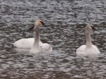 Trumpeter Swans