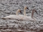 Trumpeter Swans