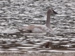 Juvenile Trumpeter Swan