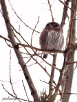 Pygmy Owl