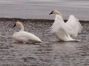 Trumpeter Swan pair
