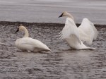 Trumpeter Swan