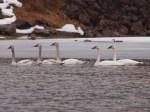Trumpeter Swans