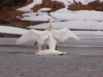 Trumpeter Swans