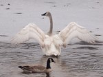 Juvenile Trumpeter Swan