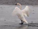 Trumpeter Swan