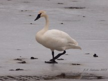walking across the ice