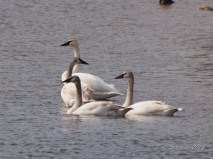 Trumpeter Swan Family