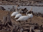Trumpeter Swan