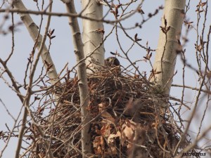 Nesting Red-tailed Hawk near Vernon