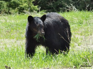 Black bear browsing on the fresh spring grass