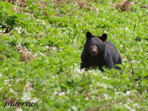 Black Bear surrounded by spring salad