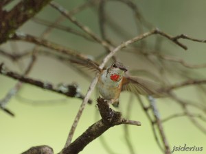 Rufous Hummingbird female hovering