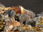 Yellow-bellied Marmot