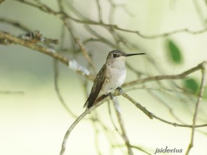 Black-chinned Hummingbird female