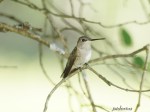 Black-chinned Hummingbird Female