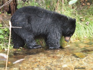 Black Bear fishing for Kokanee Salmon
