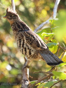 Ruffed Grouse