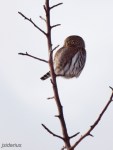 Pygmy Owl
