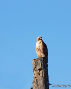 redtail light perch 2signed