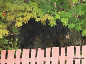 Black bear climbing an urban fence