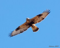 Rough-legged Hawk flying overhead