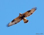 Soaring Rough-legged Hawk